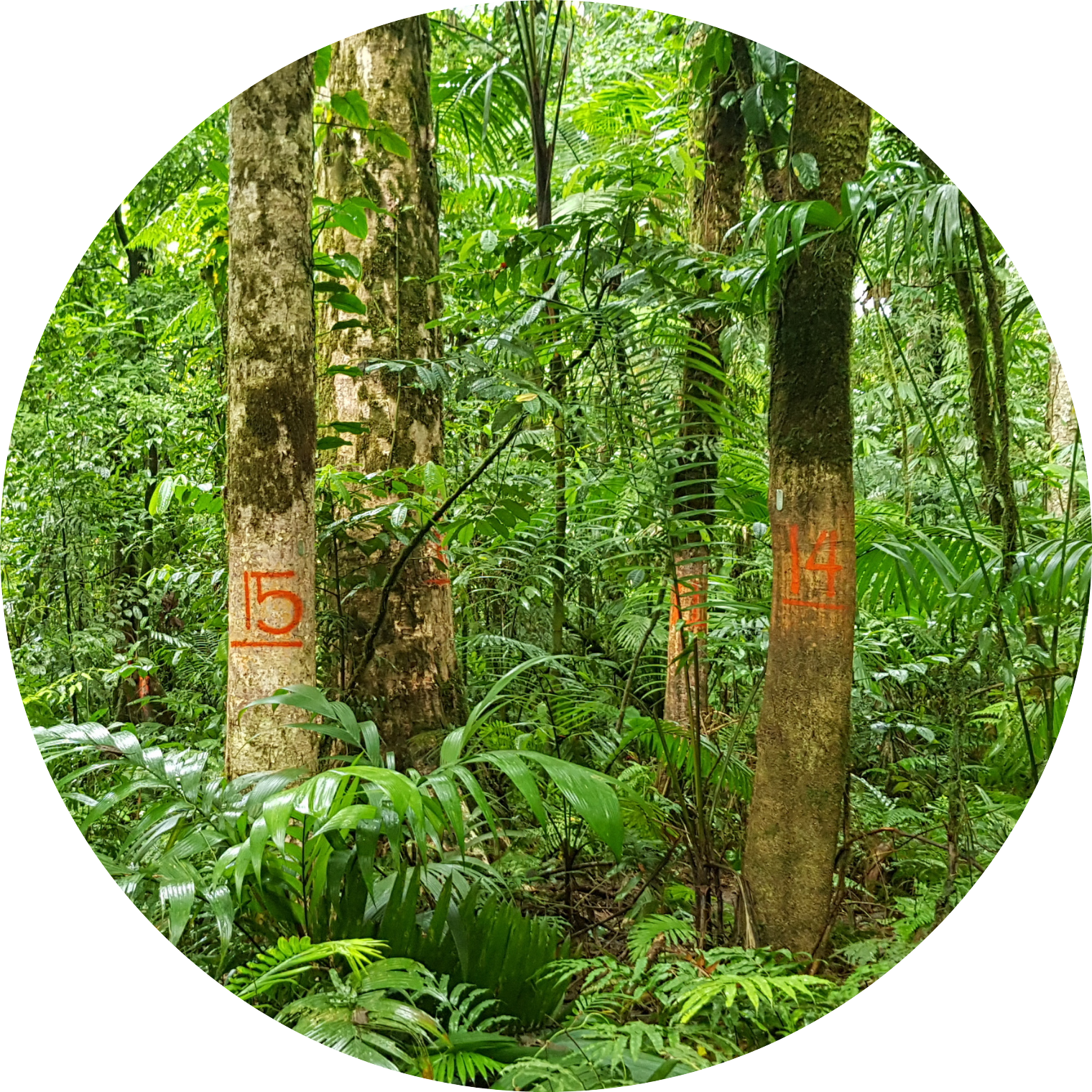 Servicio Forestal